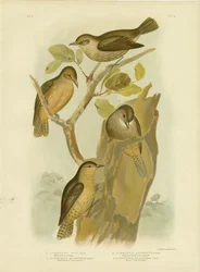 Grimpereau roux, 1891